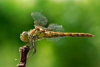 Sympetrum Depressiusculum (3)